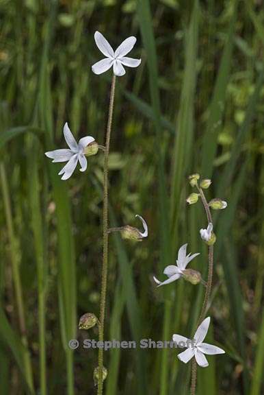 lithophragma bolanderi 2 graphic